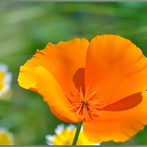 NervesAid™ California Poppy Flower Ingredient