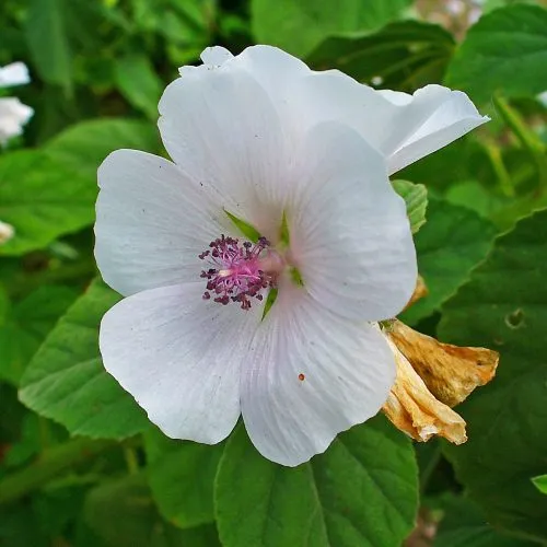 NervesAid™ Marshmallow Root Ingredient