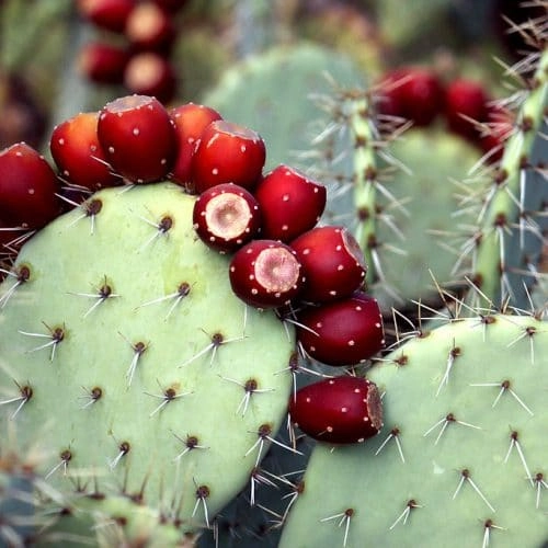NervesAid™ Prickly Pear Ingredient