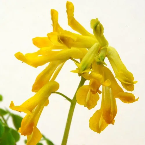 NervesAid™ Corydalis Lutea Ingredient