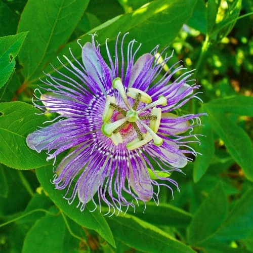 NervesAid™ Passion Flower Ingredient